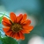 Flower Close-up (Johnston, NC)