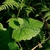 Leaf and plantlet