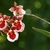 cluster of pink, red and white flowers