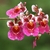 cluster of pink, red and white flowers
