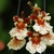 cluster of red and white flowers