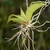 Fan-shaped plant with many aerial roots barely clinging to twig.