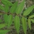 Leaves close-up
