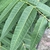 Underside of leaf
