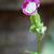Stem with bloom