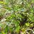 Torilis arvensis