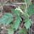 Torilis arvensis