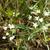 Torilis arvensis