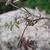 Torilis arvensis