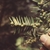 Hand holding the branch to show underside with tiny male cones