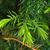 Torreya californica