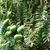 Torreya grandis