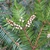 Young cones and leaves