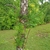 Bark