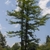 Tall conifer twin trunks, each with horizontal branches.