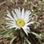 Close up of flower