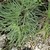 Leaves (May in TX)