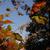 Toxicodendron radicans