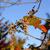 Toxicodendron radicans