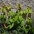 Toxicodendron radicans