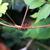 Toxicodendron radicans