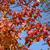 Toxicodendron radicans Fall color Leaf
