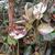 Trachelospermum asiaticum 'Goshiki'
