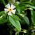 Trachelospermum asiaticum