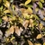 leaves turn bronze in January