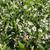 Trachelospermum jasminoides