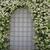 Trachelospermum jasminoides