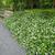 Trachelospermum jasminoides