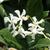 Trachelospermum jasminoides