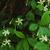 Trachelospermum asiaticum