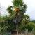Trachycarpus fortunei