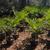 Plantation