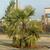 Trachycarpus fortunei