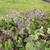 Trachystemon orientalis