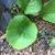 Trachystemon orientalis