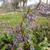 Trachystemon orientalis