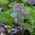 Trachystemon orientalis