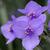Tradescantia ohiensis