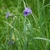 Lavender blue, 3-petaled flowers; grassy foliage.