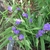 Lavender blue, 3-petaled flowers with yellow anthers.