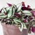 Potted plant showing silver-striped leaves with purple underside