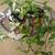 Variegated variety in a pot