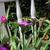 Tradescantia x andersoniana 'Purple Rebel''