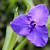 Tradescantia 'Purple Profusion'