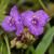 Tradescantis 'Purple Profusion'