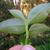 Underside of leaf